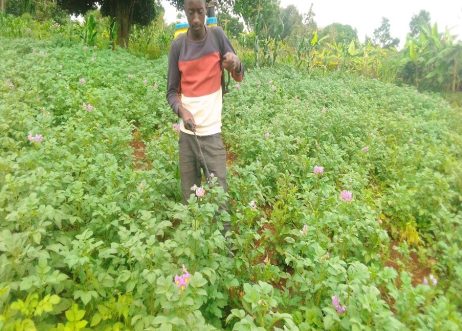 Nyakahuma Daniel in his Irish Potatoes plantation